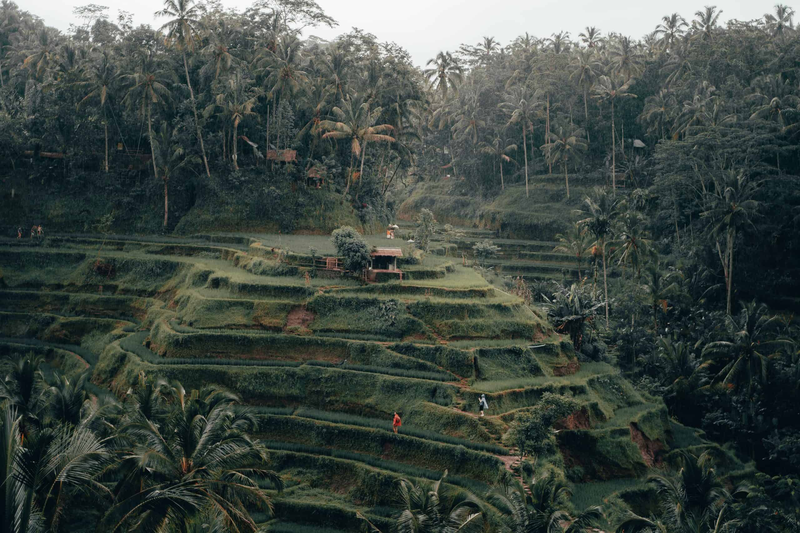 bali nomads