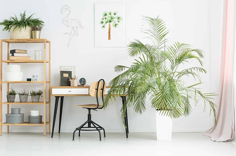 biophilia office