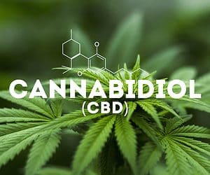 cbd jobs and careers